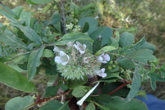 Lepidagathis subarmata